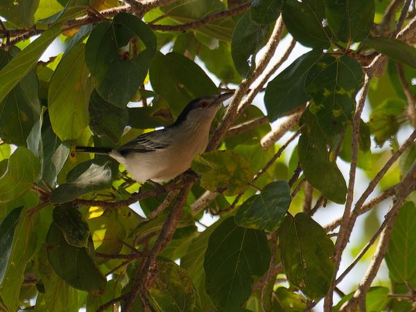 <h3><a href="/trips/safari/biota/animalia/chordata/aves/040 passeriformes/036 malaconotidae/dryoscopus cubla/dryoscopus cubla-nl.html">Dryoscopus&nbsp;cubla</a> / Black‑backed&nbsp;puffback / Poederdonsklauwier</h3>OM-1 Mark II met OLYMPUS M.300mm F4.0, 1/2000 sec  bij F4.0, ISO 1000, afstand 19.6&nbsp;m
